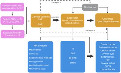 Genetically predicted serum testosterone and risk of gynecological disorders: a Mendelian randomization study